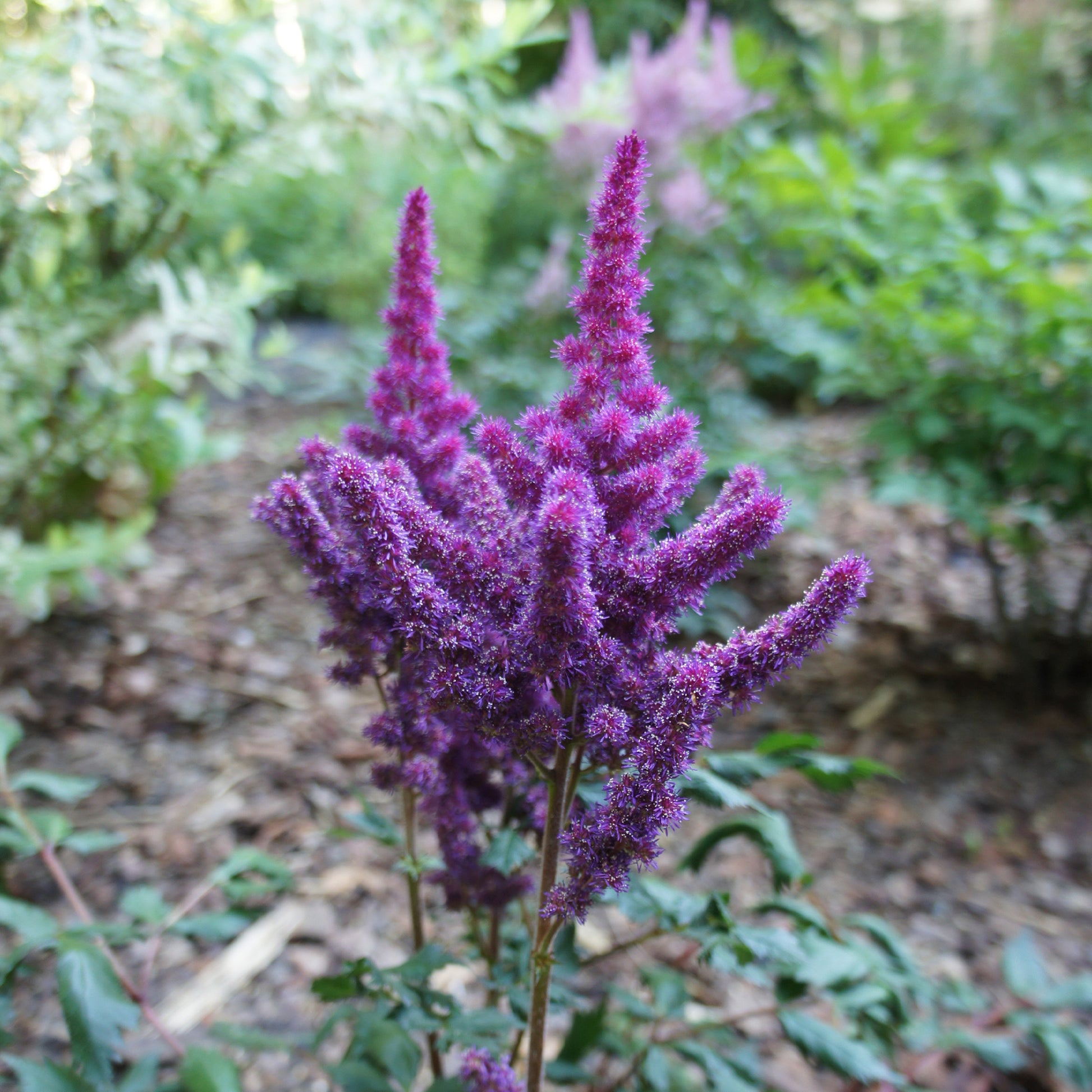 Astilbe Little Visions in Purple®.  - Astilbe chinensis Little Vision in Purple ® - Bakker