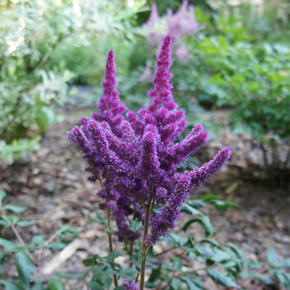 Prachtspiere ‘Little Vision in Purple’® - Astilbe chinensis Little Vision in Purple ® - Bakker