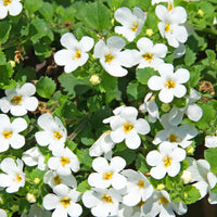 Bacopa white - Bacopa Weiß - Hängende Pflanzen für den Außenbereich