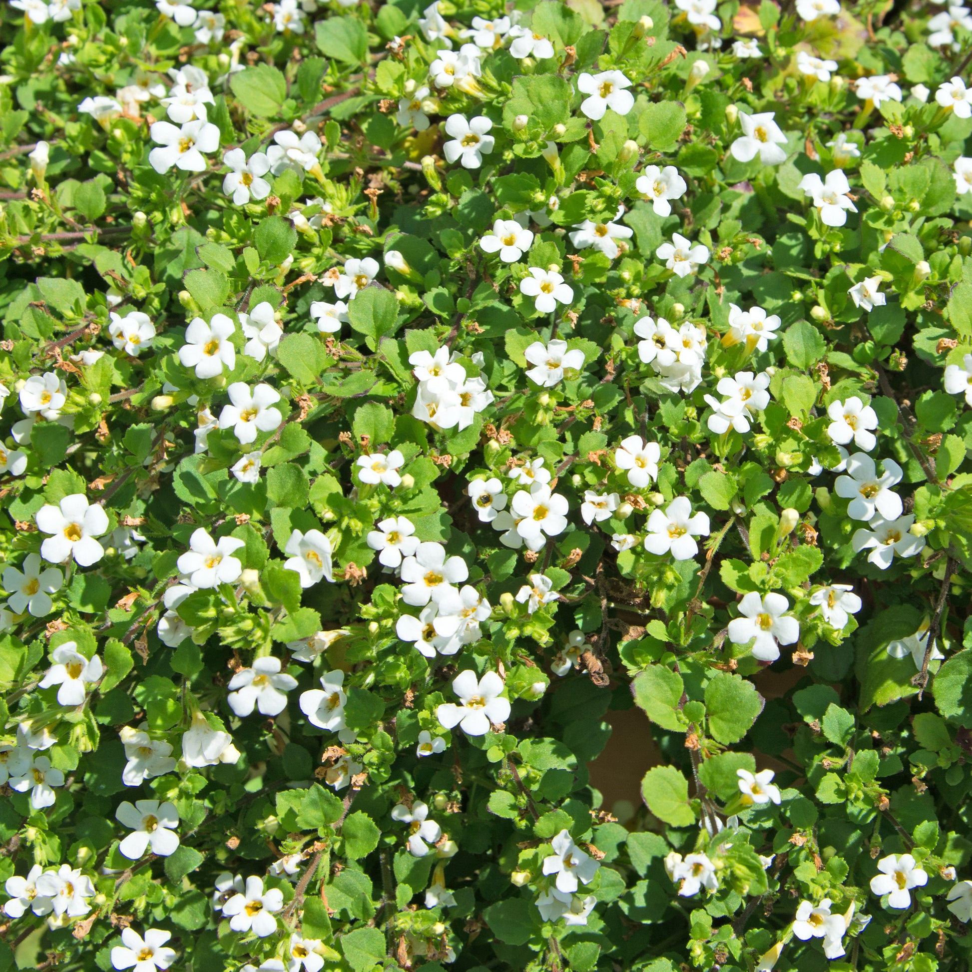 Bacopa Weiß - Bakker