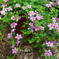 Bacopa rosa - Bakker