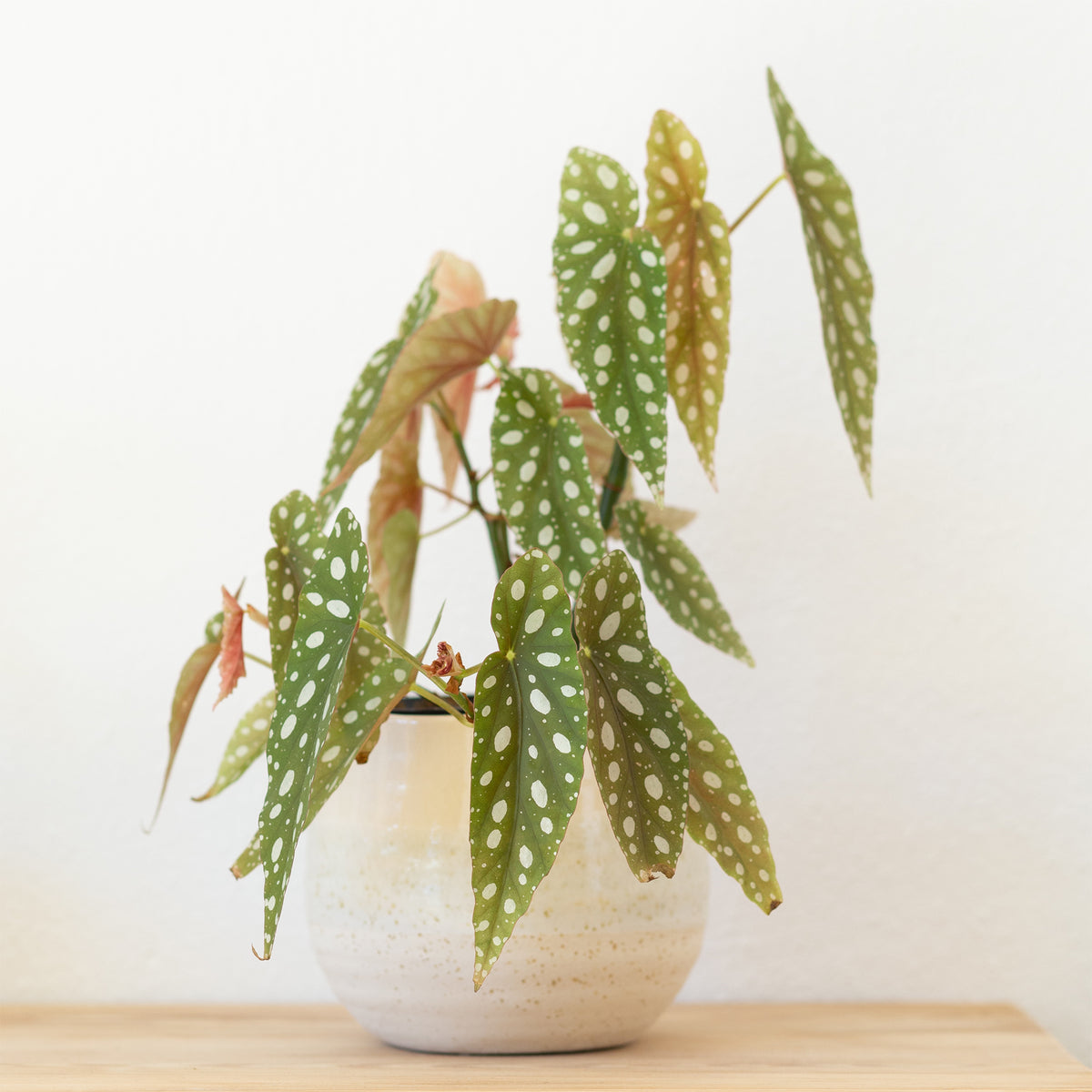Begonie maculata - Bakker
