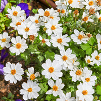 Bidens White Delight - Bidens ferulifolia White Delight - Bakker