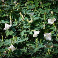 Brugmansia arborea - Brugmensia - Balkonblumen