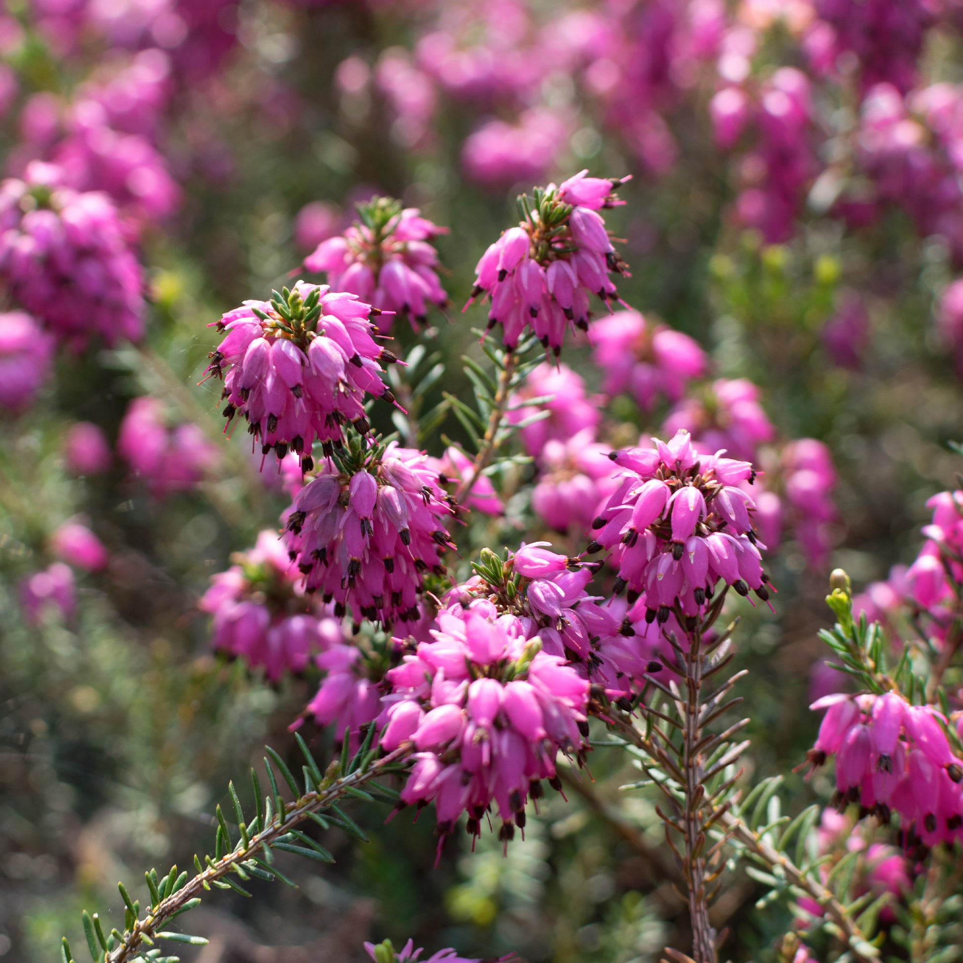 Schneeheide Myretoun Ruby - Erica carnea Myretoun Ruby - Bakker