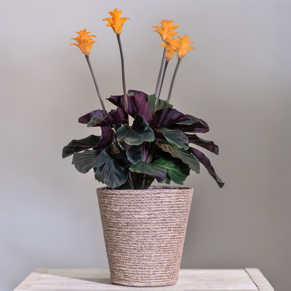 Safran-Korbmarante - Calathea crocata