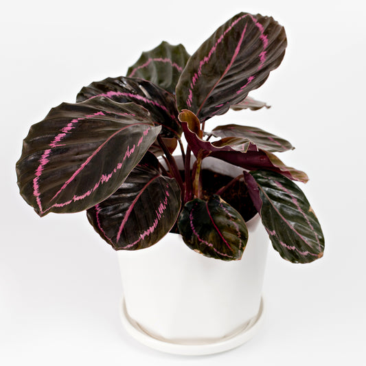 Calathea roseopicta 'Dottie'/Pfauenpflanze - Bakker