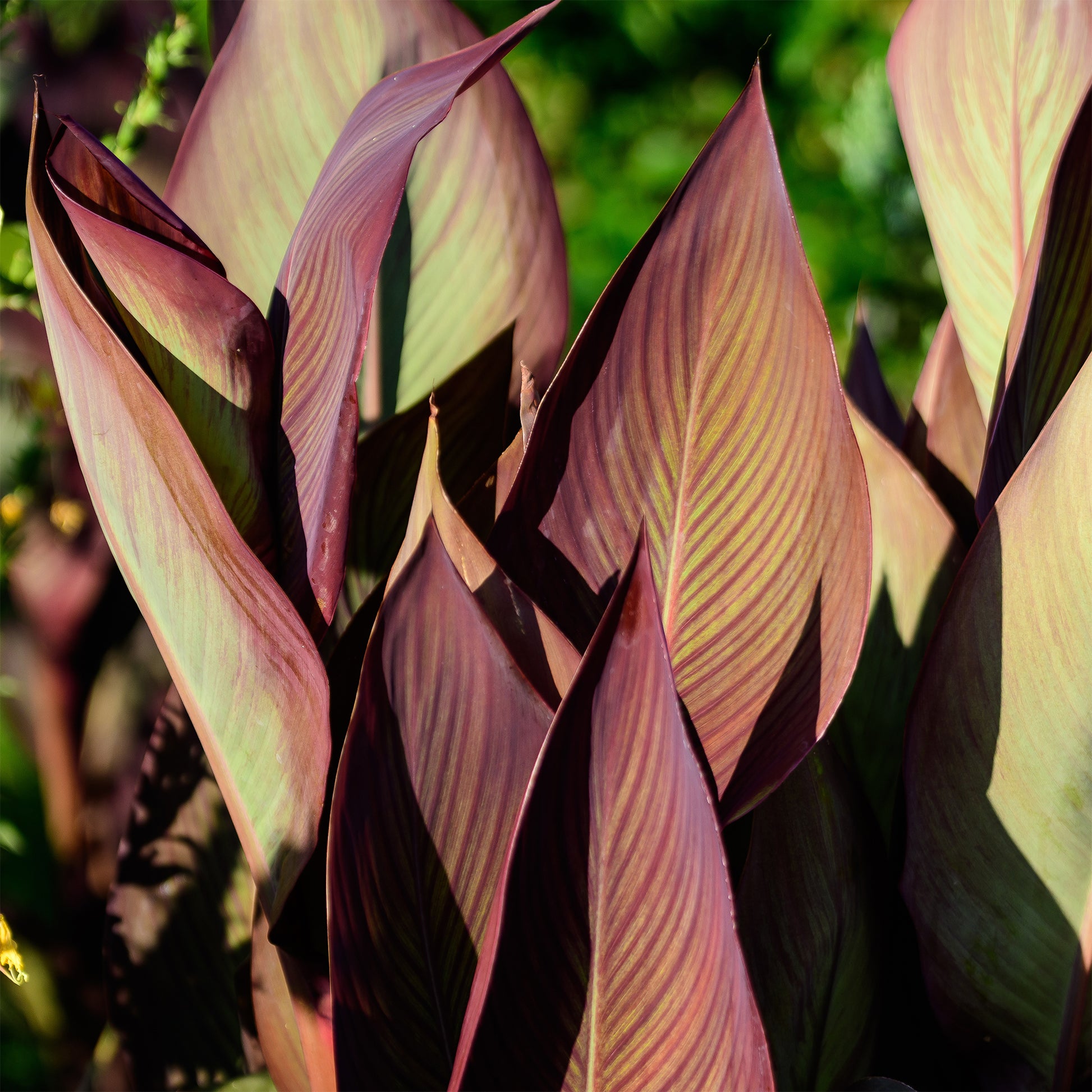 Blumenrohr Angelique - Canna indica Angelique - Bakker