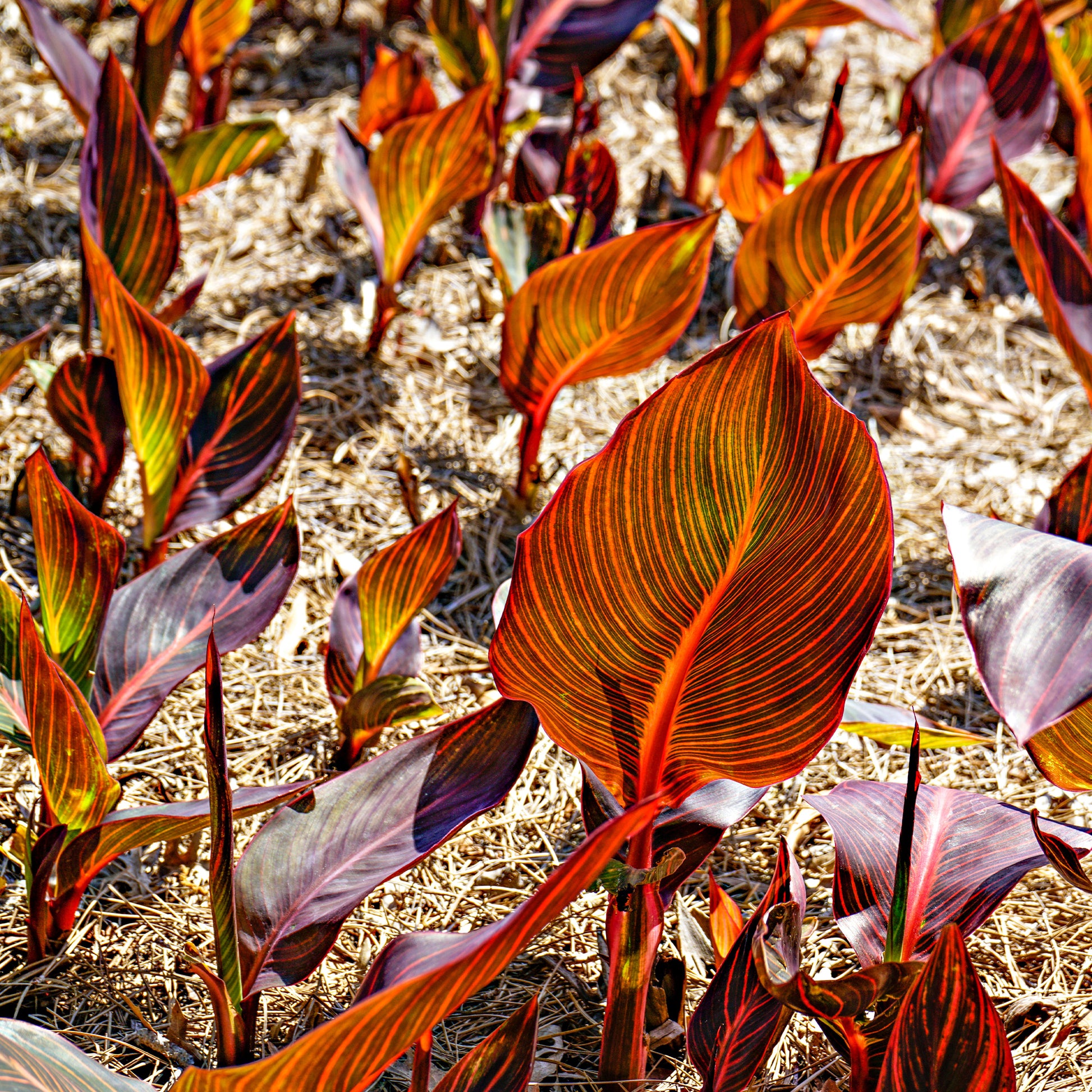 Blumenrohr Durban - Canna Durban - Bakker
