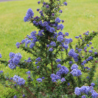 Säckelblume Dark Star - Ceanothus impressus Dark Star - Bakker