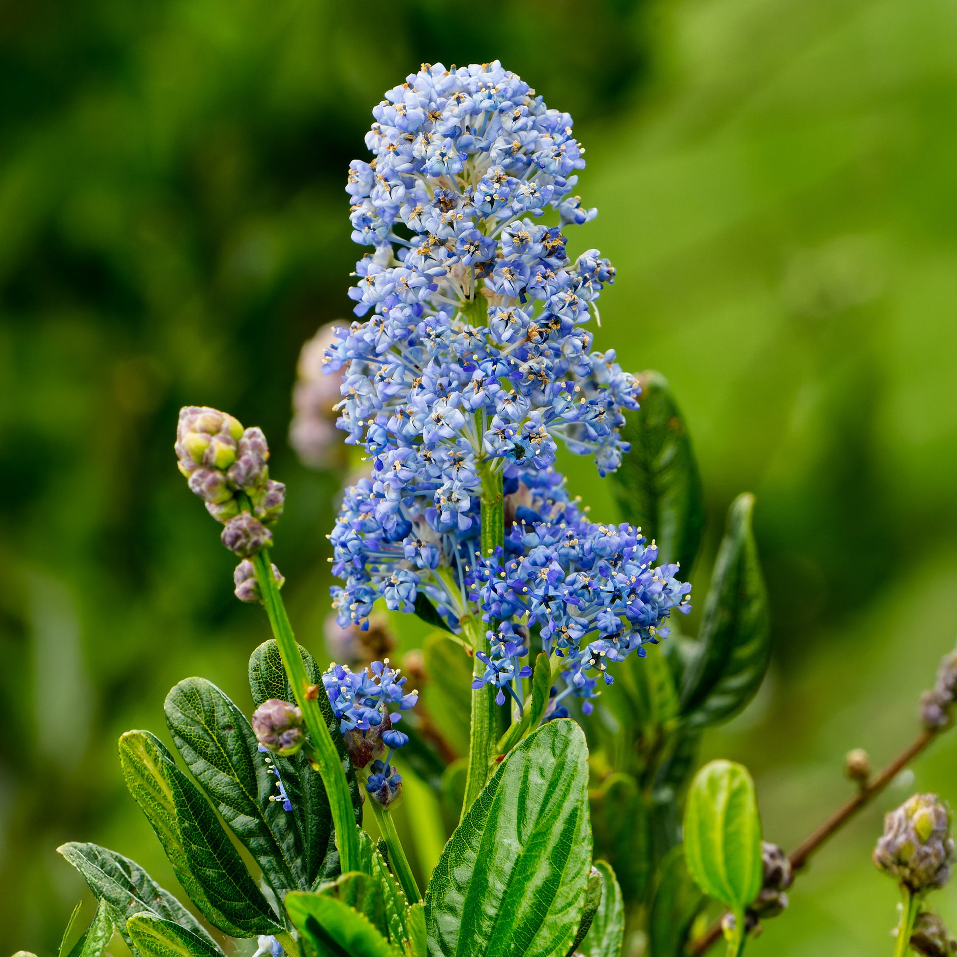 Säckelblume Skylark - Ceanothus thyrsiflorus Skylark - Bakker