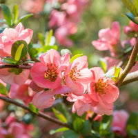 Zierquitte Pink Lady - Bakker