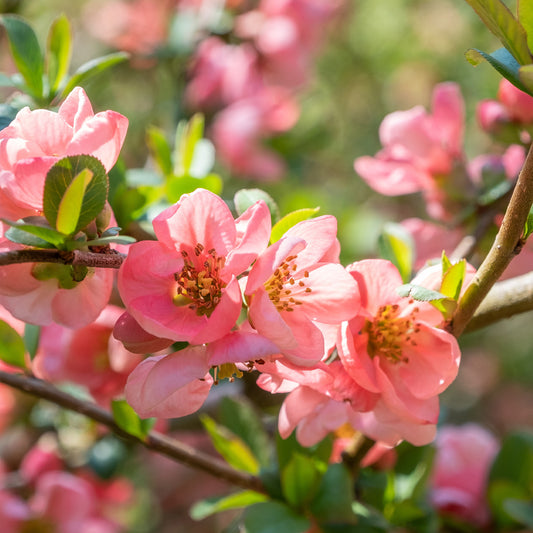 Zierquitte Pink Lady  - Bakker