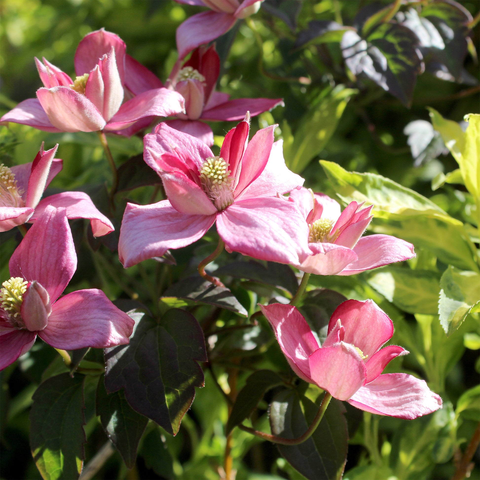 Berg-Waldrebe Broughton Star - Clematis montana Broughton star - Bakker