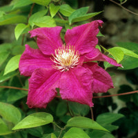 Waldrebe 'Ernest Markham - Clematis viticella Ernest markham - Bakker