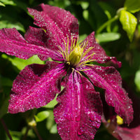 Clematis Niobe - Waldrebe 'Niobe - Clematis