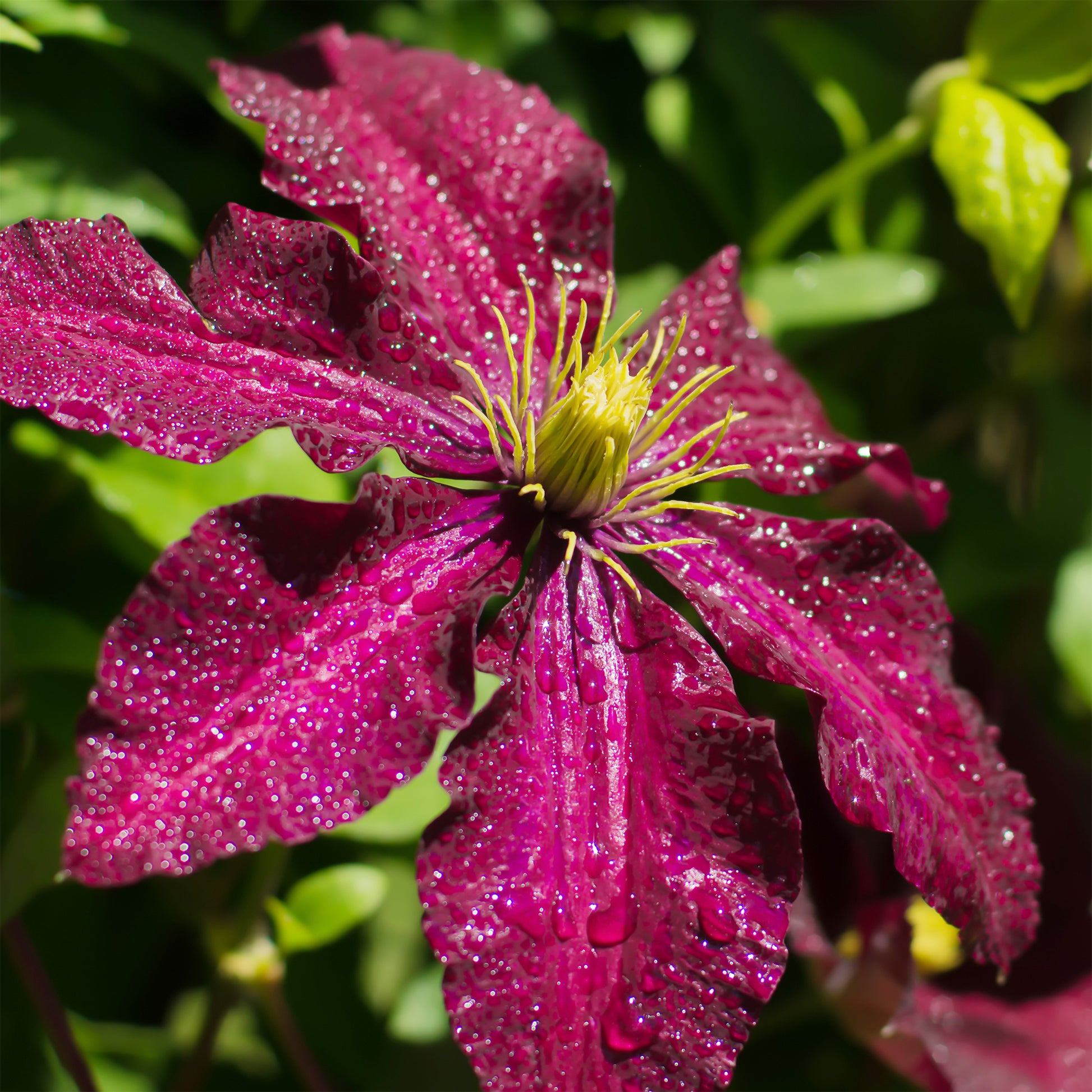 Clematis Niobe - Waldrebe 'Niobe  - Clematis