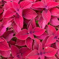 Coléus Red Head - Coleus Redhead - Bakker