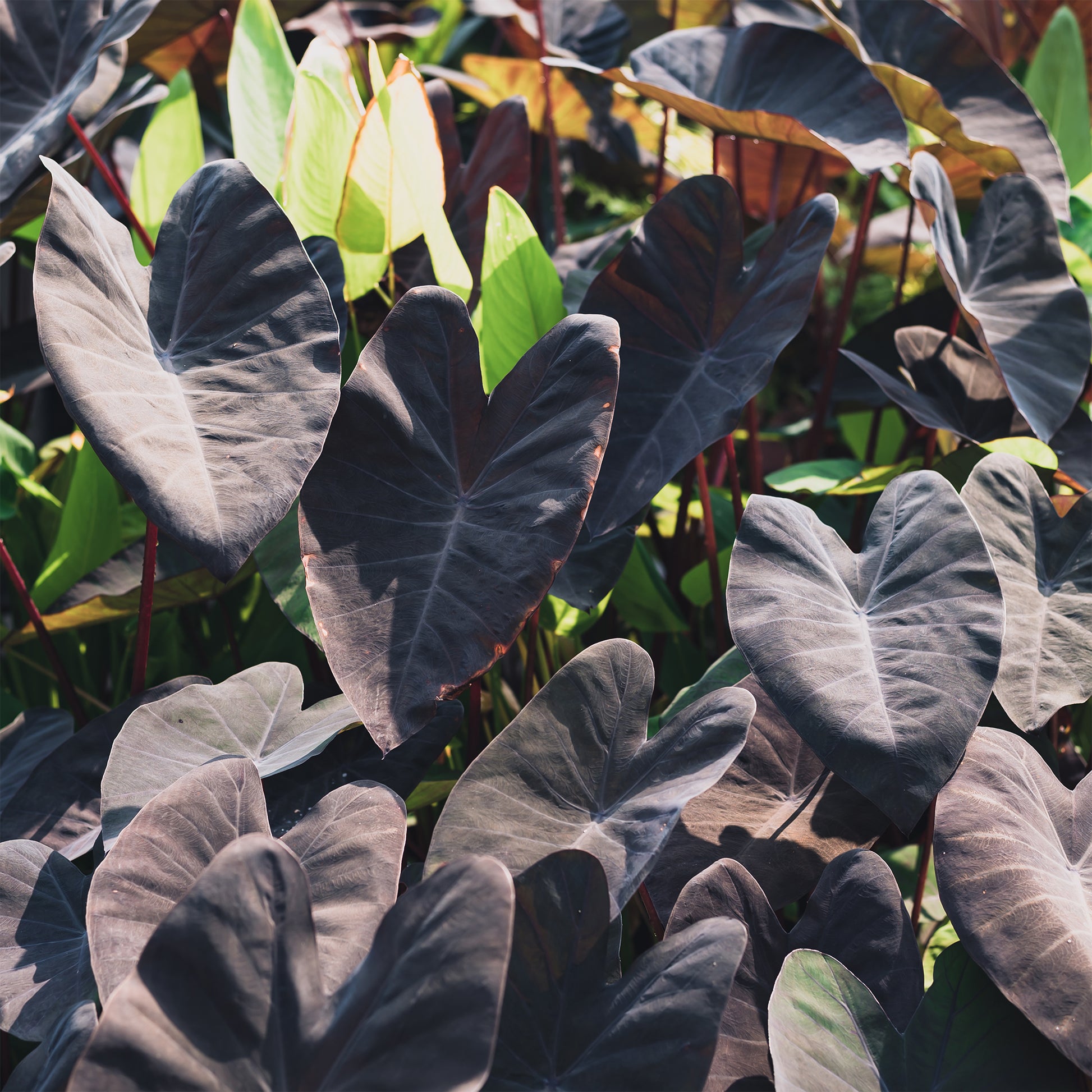 Colocasia Black magic - Bakker