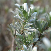 Convolvulus cneorum - Türkische Prunkwinde - Bodendecker