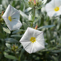 Türkische Prunkwinde - Convolvulus cneorum - Bakker