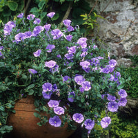 Convolvulus sabatius New Blue ® - Mauretanische Winde New Blue® - Bodendecker