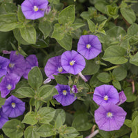 Mauretanische Winde New Blue® - Convolvulus sabatius New Blue ® - Bakker