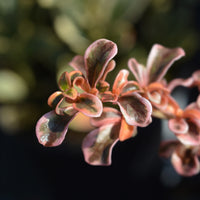 Coprosma Evening Glow ® - Koprosmos/Spiegelpflanze 'Evening Glow'®. - Immergrüne Sträucher