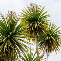 Cordyline australis / Kohlpalme - Cordyline australis - Bakker