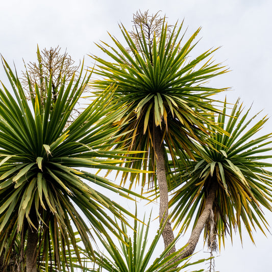 Cordyline australis / Kohlpalme - Bakker