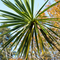 Stauden - Cordyline australis / Kohlpalme - Cordyline australis