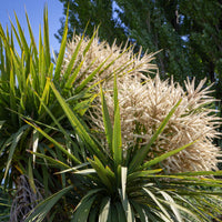 Cordyline australis - Cordyline australis / Kohlpalme - Cordyline