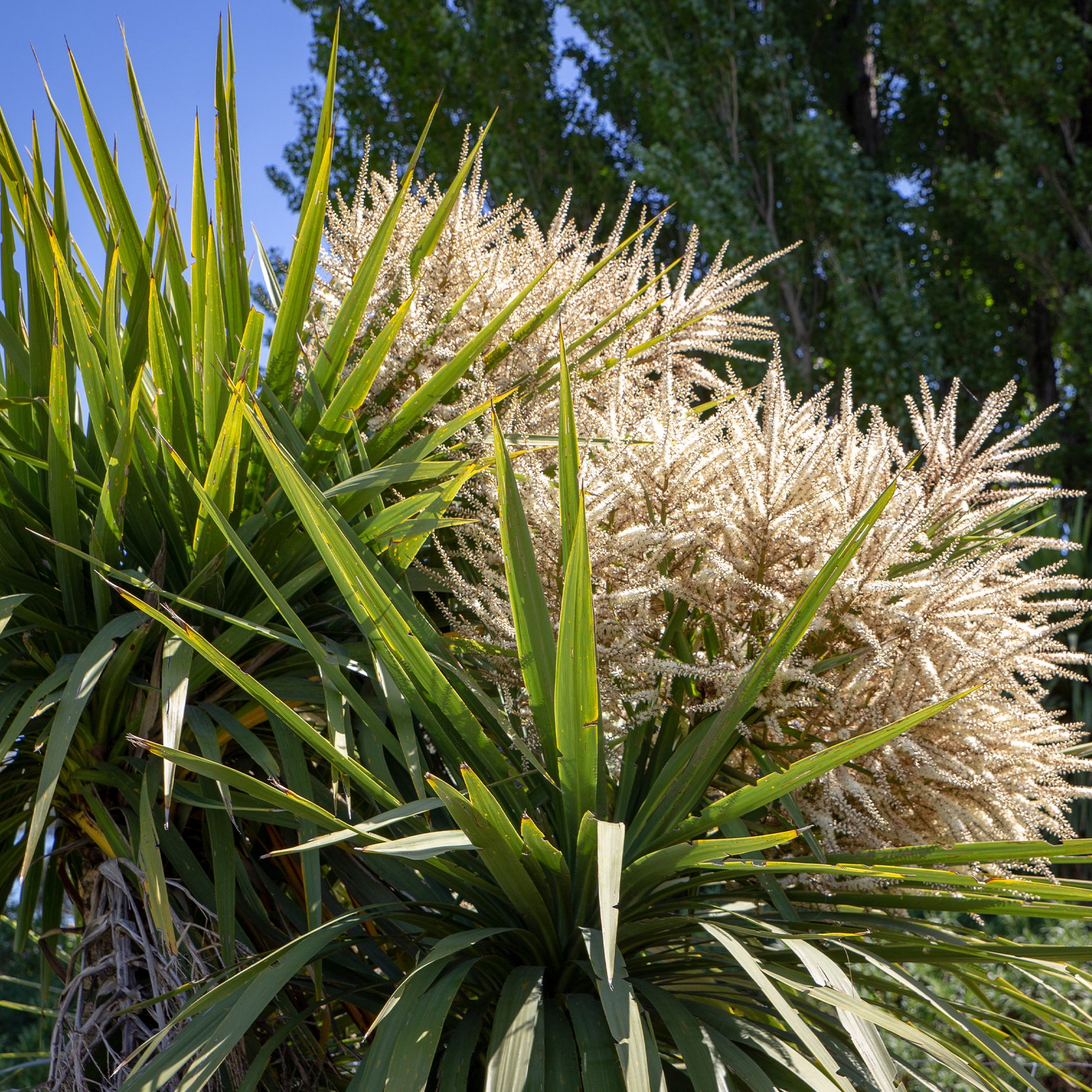 Cordyline australis / Kohlpalme - Cordyline australis - Bakker