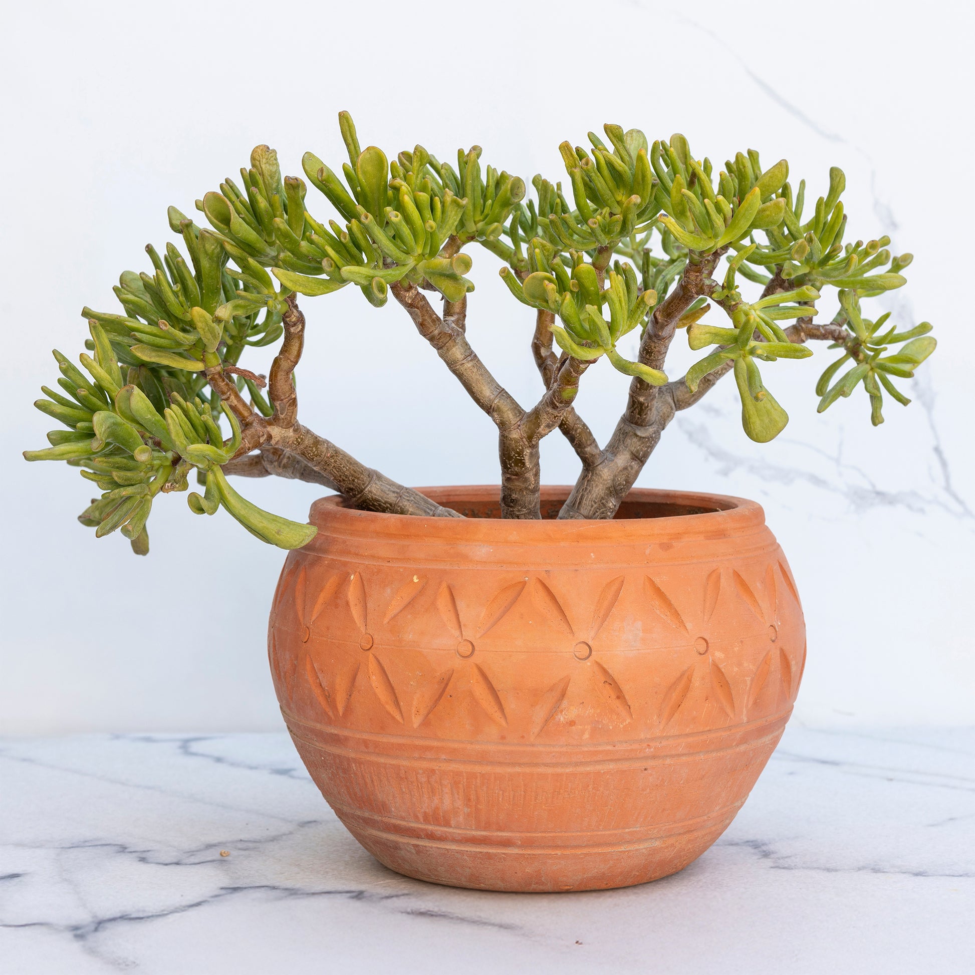 Crassula Gollum / Jadebaum - Crassula ovata Gollum - Bakker