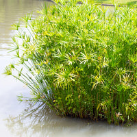 Cyperus alternifolius - Schirmpflanze  - Uferpflanzen