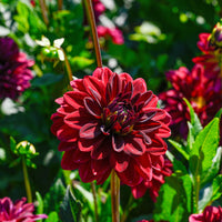 Dahlia Arabian Night - Dekorative Dahlie Arabian Night - Dahlien-Zwiebeln