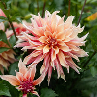 Dekorative Dahlie Labyrinth - Bakker
