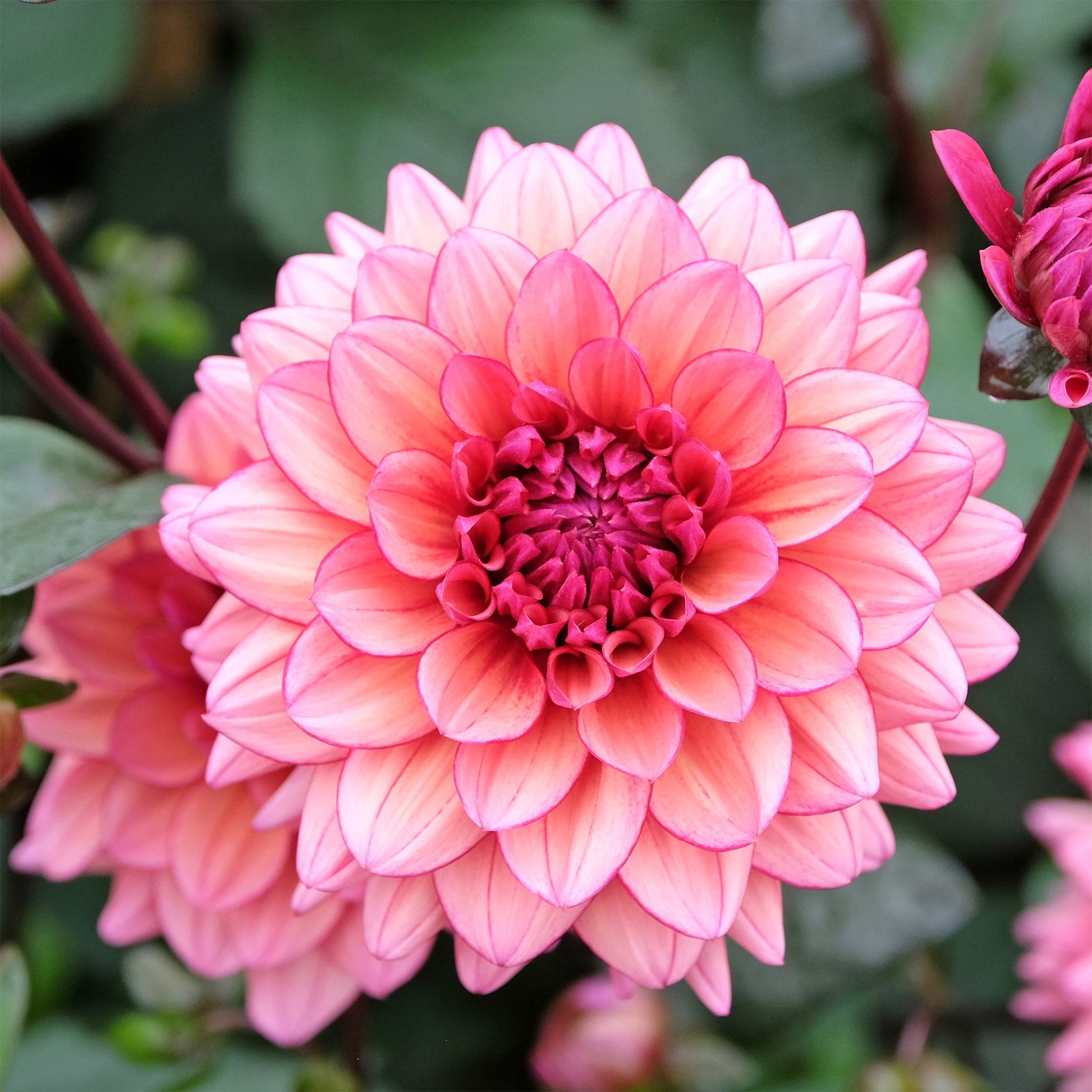 Dahlien-Zwiebeln - Kleinblütige Dahlie 'Molly Raven - Dahlia Molly Raven