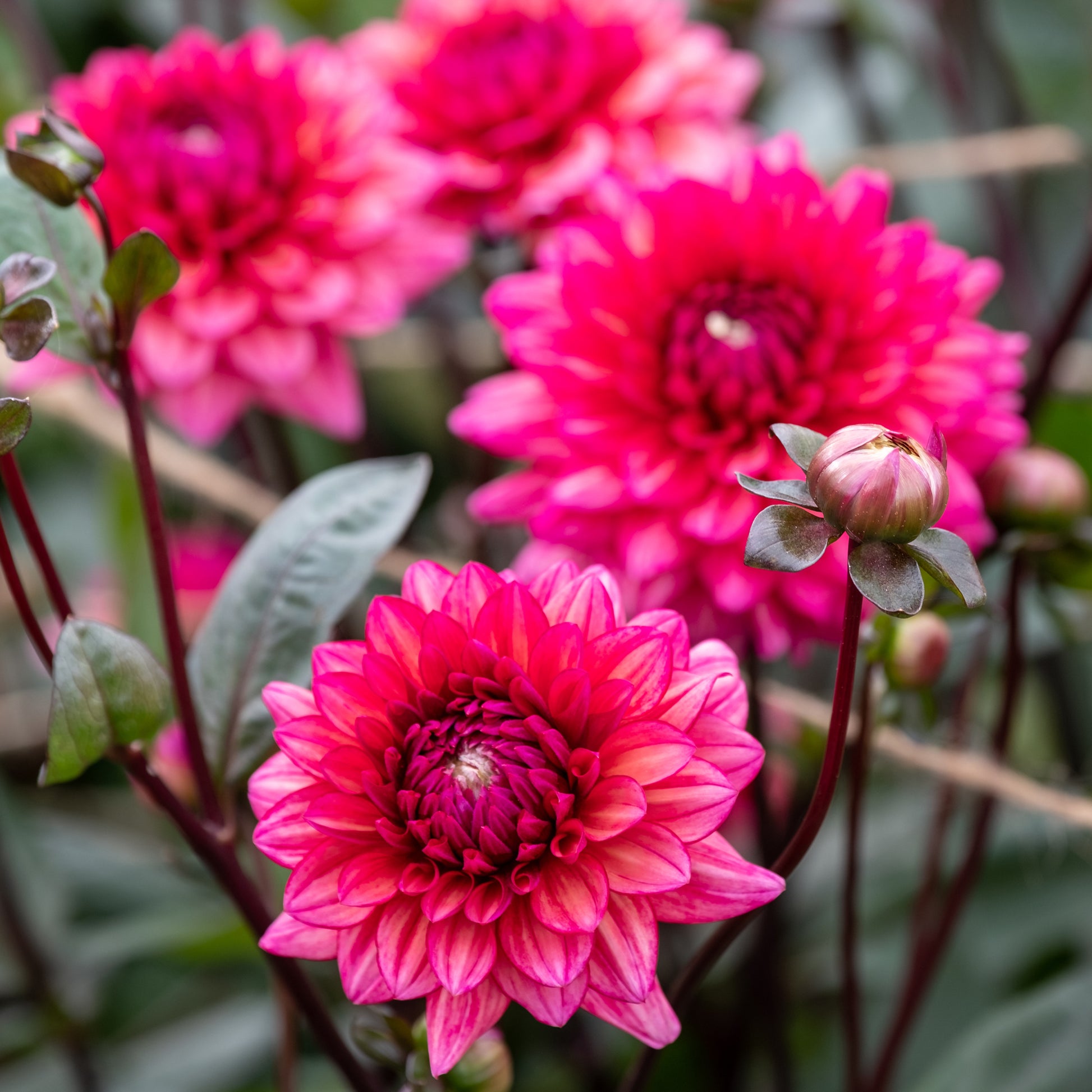 Kleinblütige Dahlie 'Molly Raven - Dahlia Molly Raven - Bakker