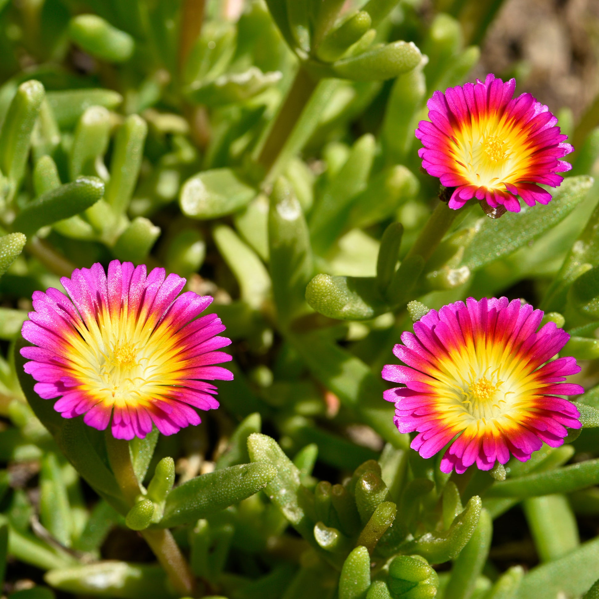 Delosperma HotPink Wonder®. - Delosperma Wheels of Wonder® Hot Pink - Bakker