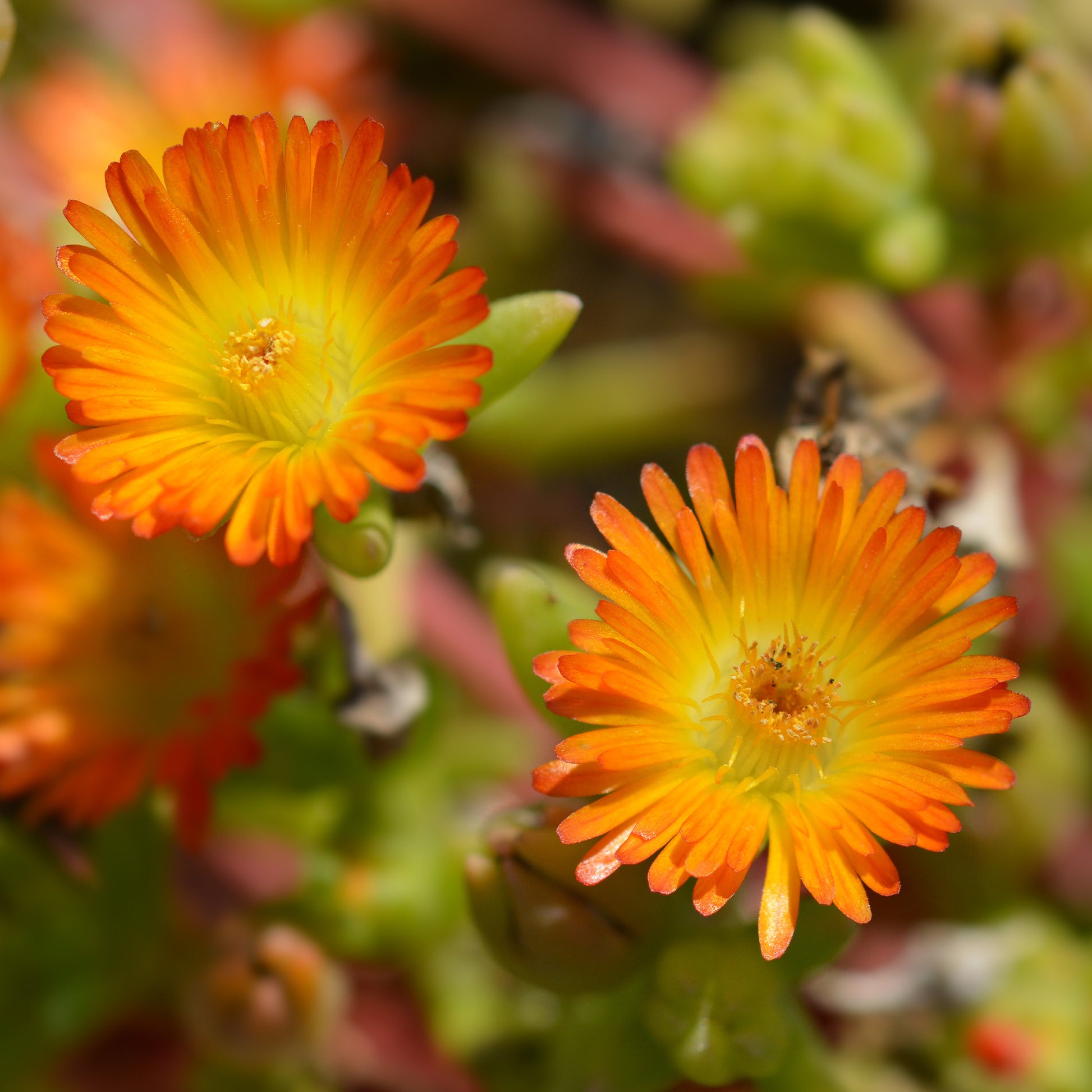 Eisblume 'Orange Wonder - Delosperma Wheels of Wonder® Orange - Bakker