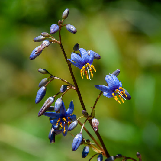 Dianella caerulea 'Little Rev'® / Tasmanische Flachslilie - Bakker