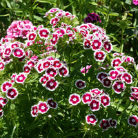 Dianthus barbatus Barbarini Purple Picotee - Bartnelke purple Picotee - 