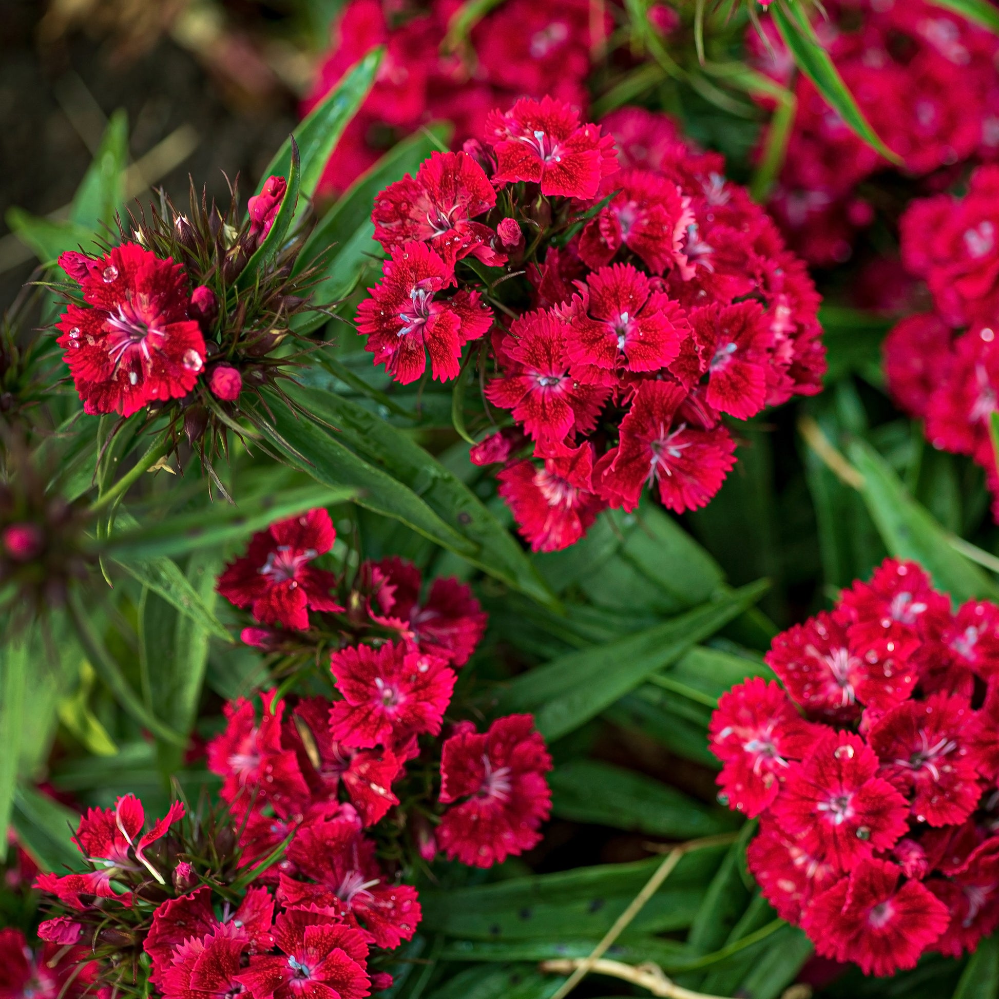 Bartnelke rot - Dianthus barbatus Barbarini Red
