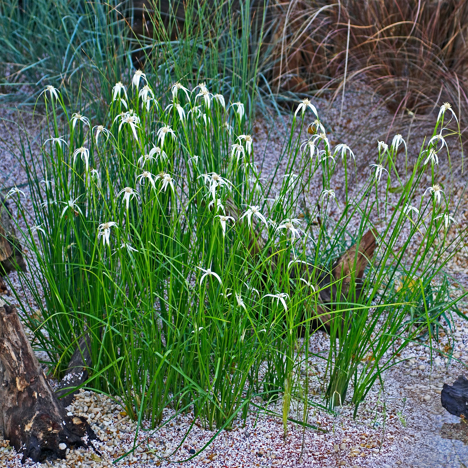 Dichromena colorata - Dichromena colorata - Bakker