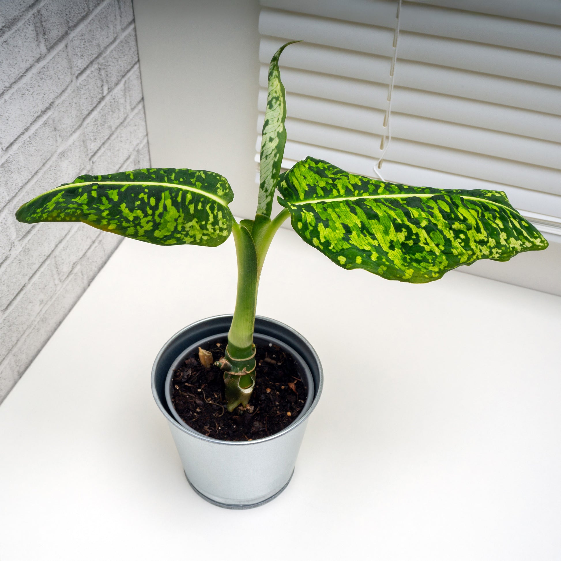 dieffenbachia größe Dieffenbachia Reflector - Dieffenbachia Reflector