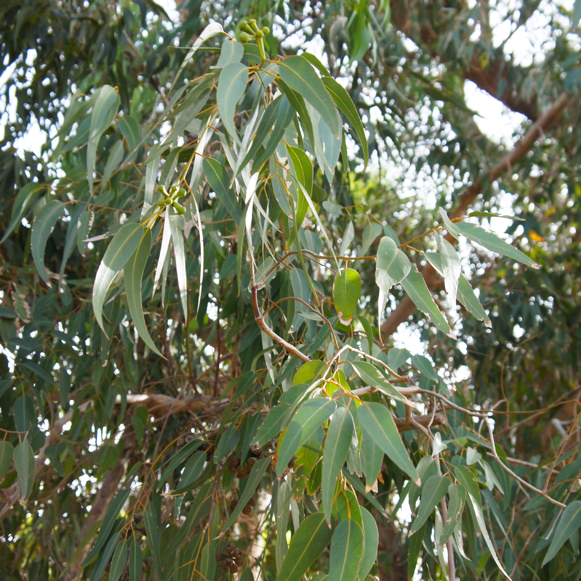 Eucalyptus citriodora - Zitronen-Eukalyptus - Eukalyptus - Eucalyptus