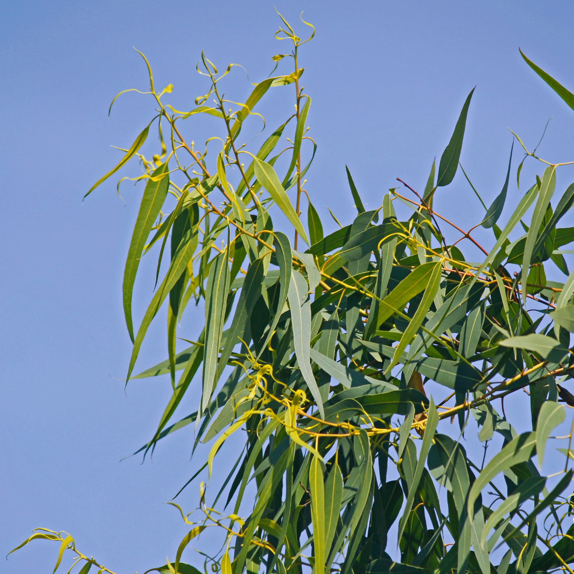 Zitronen-Eukalyptus - Bakker