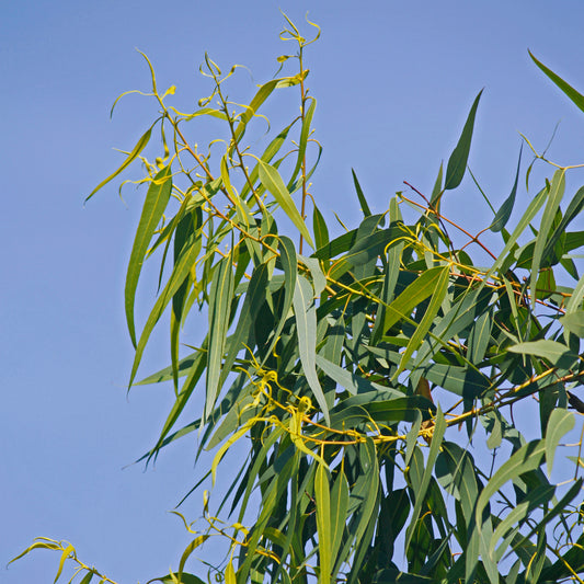 Zitronen-Eukalyptus - Bakker