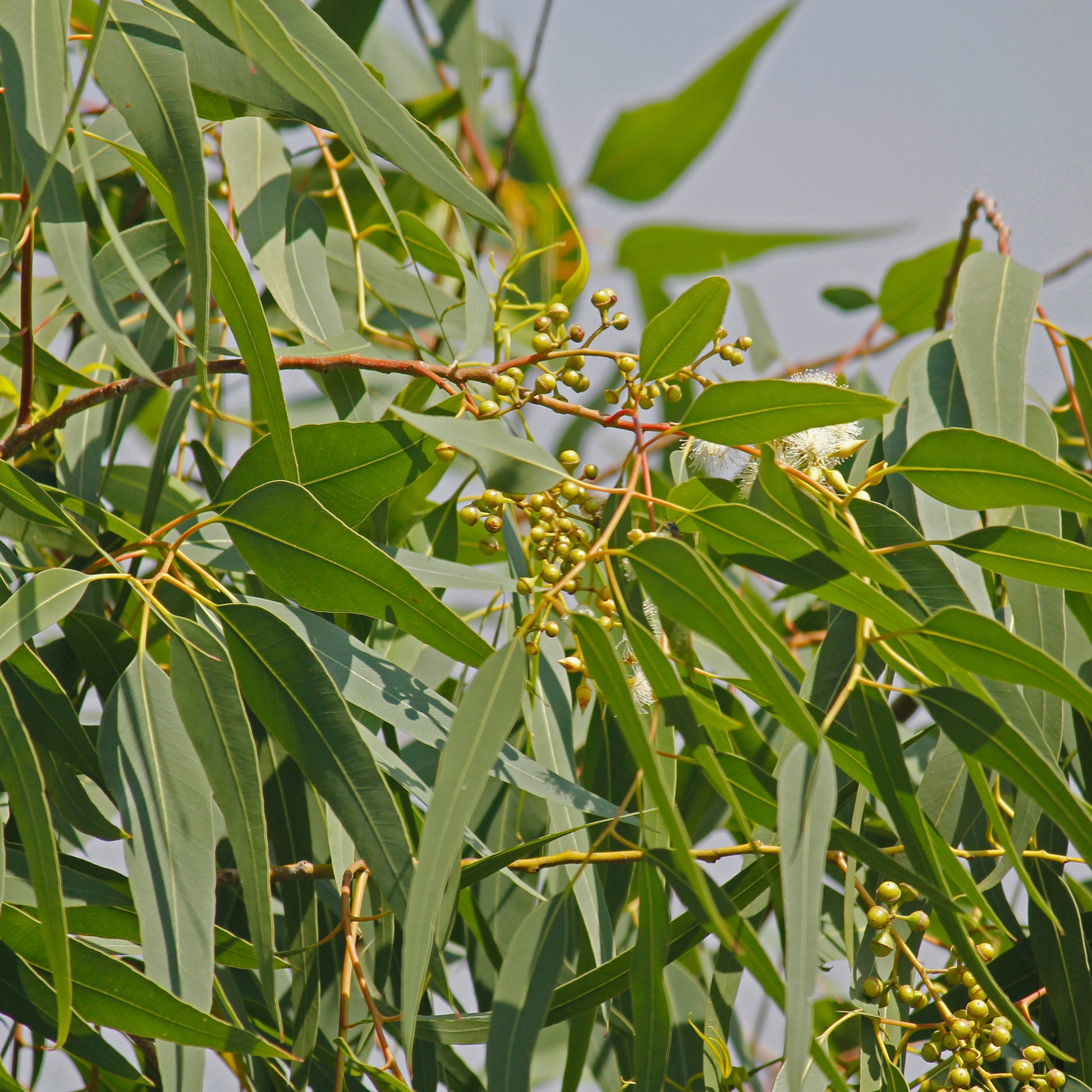 Zitronen-Eukalyptus - Eucalyptus citriodora - Bakker